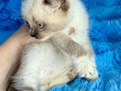Owl Bear And Kitten - Munchkin - Gallery Photo #1