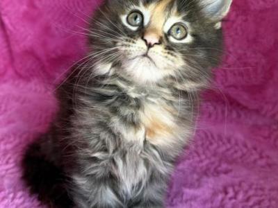 Monica - Maine Coon - Gallery Photo #1