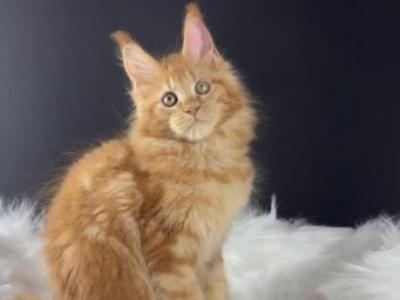 Coriander - Maine Coon - Gallery Photo #1