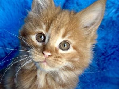 Rachel - Maine Coon - Gallery Photo #1