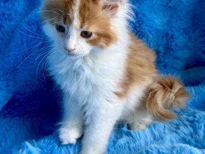 Phoebe - Maine Coon - Gallery Photo #1