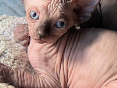 Bula - Sphynx - Gallery Photo #1