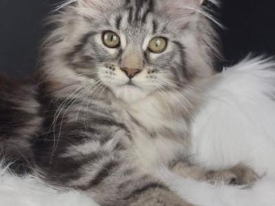 Barbie - Maine Coon - Gallery Photo #1