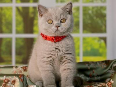 Archi - British Shorthair - Gallery Photo #1