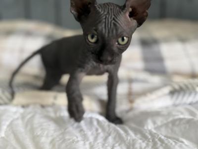 Piccolo - Sphynx - Gallery Photo #1