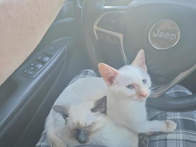 Flame Point Boy - Siamese - Gallery Photo #1