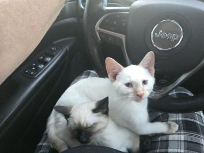 Flame Point Boy - Siamese - Gallery Photo #1
