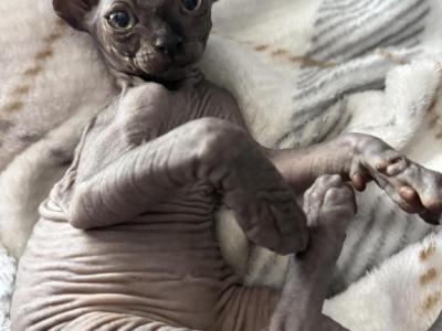 Blossom - Sphynx - Gallery Photo #1