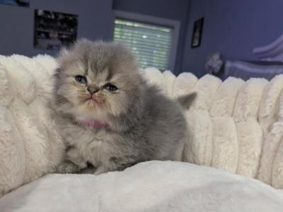 Scottish Fold - Scottish Fold - Gallery Photo #1