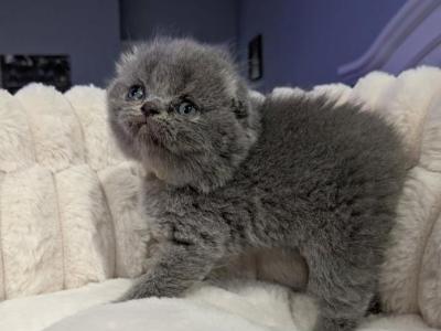 Scottish Fold Kittens - Scottish Fold - Gallery Photo #1