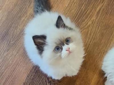 Seal Bicolor - Ragdoll - Gallery Photo #1