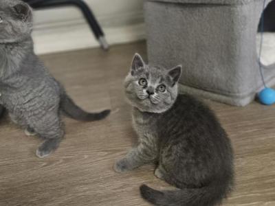 Nova - Scottish Straight - Gallery Photo #1