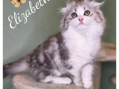 Highland Scottish Fold - Scottish Fold - Gallery Photo #1