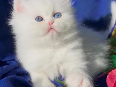 Beautiful Dollface White Blue And Green Odd Eyes - Persian - Gallery Photo #1