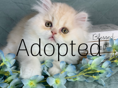 White & Cream Dilute - Persian - Gallery Photo #1