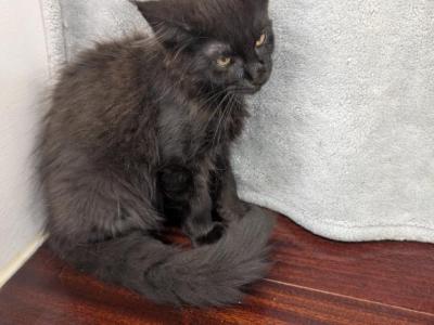 Regal Black Maine Coon Girl - Maine Coon - Gallery Photo #1