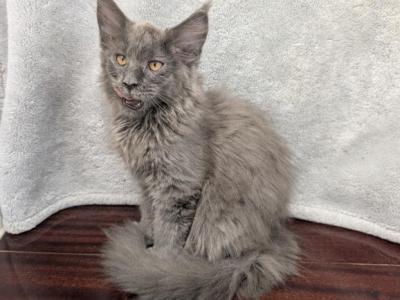 Female Maine Coon Kitten - Maine Coon - Gallery Photo #1