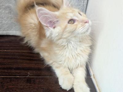 Beautiful Red Silver - Maine Coon - Gallery Photo #1