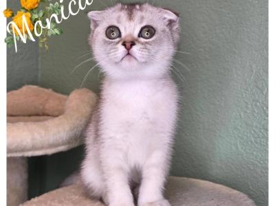 Angelica & Monica - Scottish Fold - Gallery Photo #1