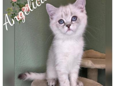 Angelica & Monica - Scottish Fold - Gallery Photo #1