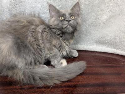 Blue Torti - Maine Coon - Gallery Photo #1