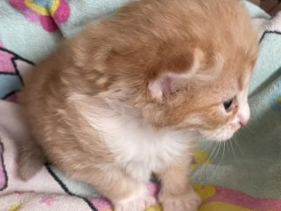 Rosie - Norwegian Forest - Gallery Photo #1