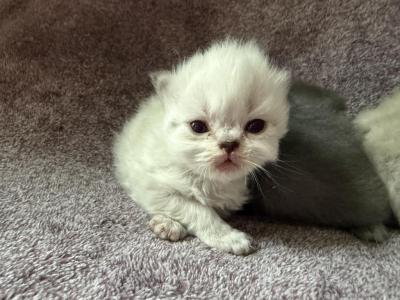 Willows Litter - Persian - Gallery Photo #1