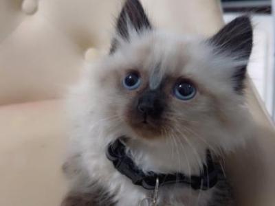 Beautiful Munchkin Ragdoll Kittens - Munchkin - Gallery Photo #1