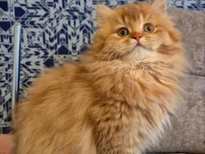 Matibel - British Shorthair - Gallery Photo #1