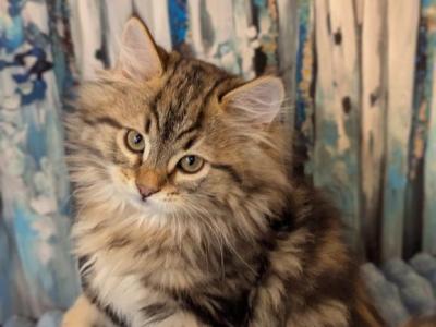 Velvet Paws Kittens Cattery - Siberian - Gallery Photo #1