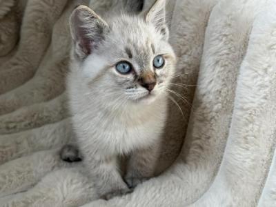 Precious - Scottish Straight - Gallery Photo #1