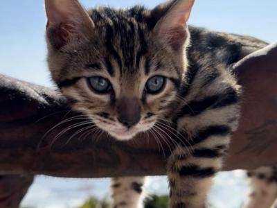 Beautiful Brown Bengal Kitten - Bengal - Gallery Photo #1