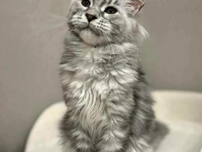 Lily - Maine Coon - Gallery Photo #1