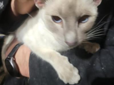 Lilac Siamese Adult Female - Siamese - Gallery Photo #1