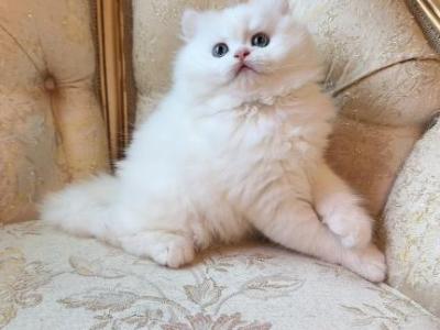 Snowy - British Shorthair - Gallery Photo #1