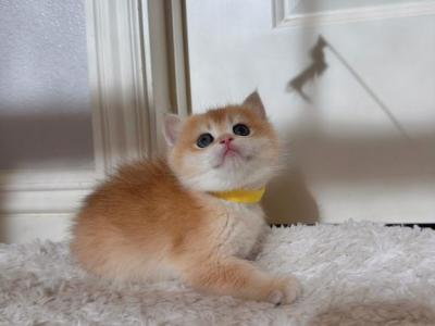 Colette - British Shorthair - Gallery Photo #1