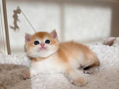 Kiki - British Shorthair - Gallery Photo #1