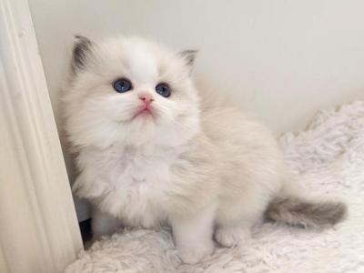 Luna Blue Bicolor - Ragdoll - Gallery Photo #1