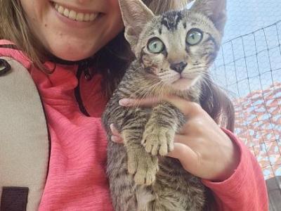 Savannah Kittens With Payment Plans - Savannah - Gallery Photo #1