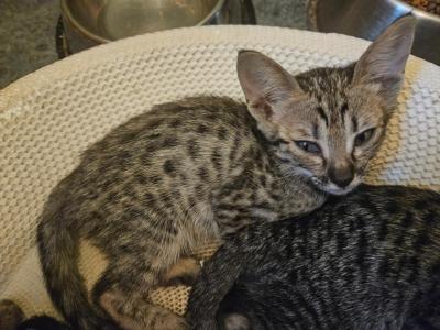 Savannahs - Savannah - Gallery Photo #1