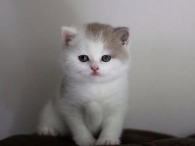 Avalon - British Shorthair - Gallery Photo #1
