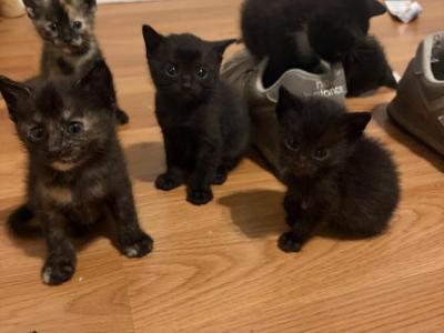 Kitten Litter - Domestic - Gallery Photo #1