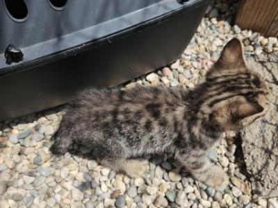 Spotted Bobtail - Bengal - Gallery Photo #1