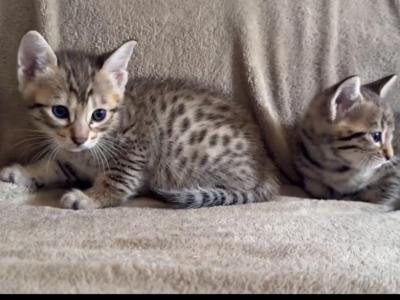 F6 Savannah Kittens Need New Homes - Savannah - Gallery Photo #1