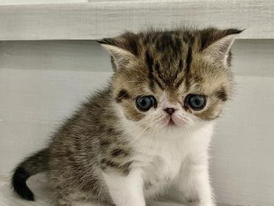 Exotic Shorthair Persian - Exotic - Gallery Photo #1