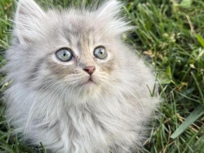 Indigo Indie - Siberian - Gallery Photo #1