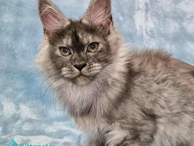Raven - Maine Coon - Gallery Photo #1