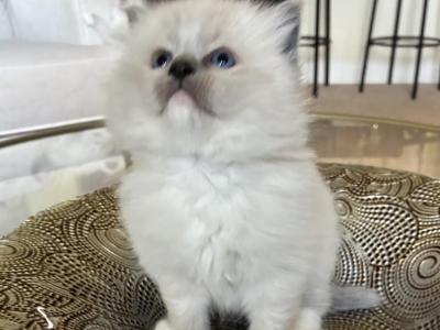 My Little Cotton Balls - Ragdoll - Gallery Photo #1