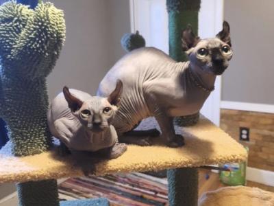 Male Elf Sphynx - Sphynx - Gallery Photo #1