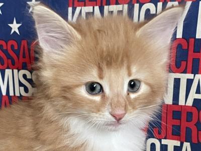 Tigger - Norwegian Forest - Gallery Photo #1